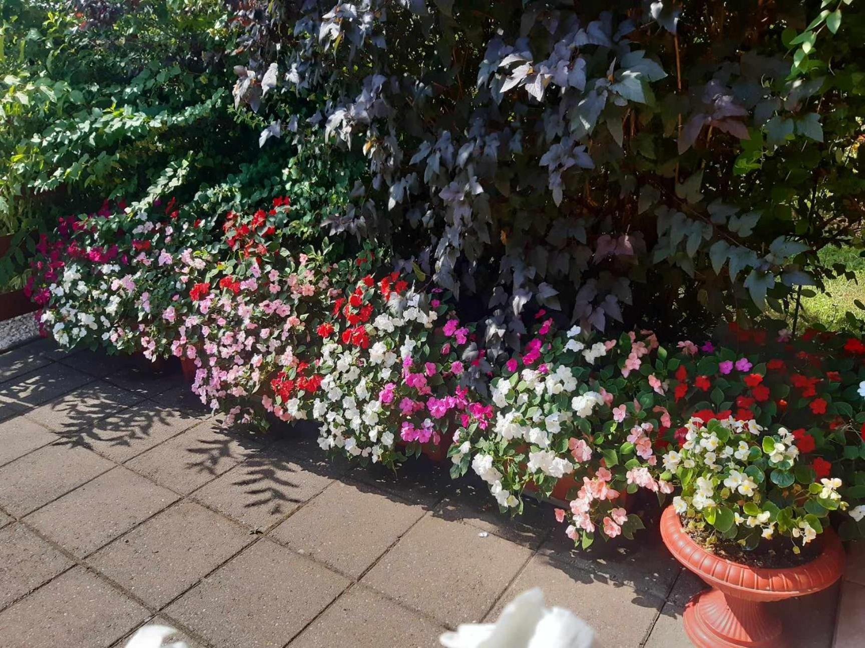 Gyoengyvirag Apartment Romhány 外观 照片